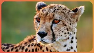 The Unique Abilities That Make Cheetahs Incredible Killing Machines | Real Wild Documentary