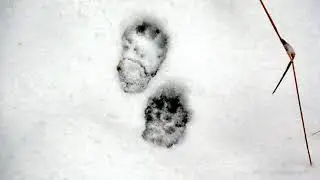 Следы зверей ЛЕСНАЯ КУНИЦА - PINE MARTEN