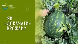 Як докачати врожай кавуна? Фонтана F1 після граду.