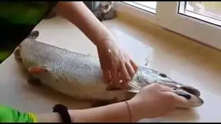 Вскрыли щуку,а там ...