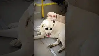 В тесноте, да не в обиде 🤣 #video #кино #dogs #friendship #smile