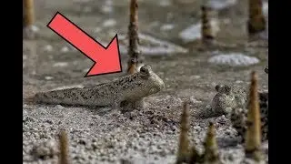 Sea Creatures That Can Hunt on Land!
