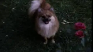Sun Kil Moon - Jim Wise (Music Video)