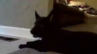 Saying Hi to the cat