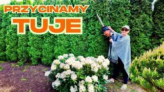 Pruning Thujas - When and how to prune a hedge of Thuja Emerald