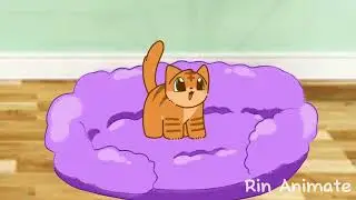 Awwaaaa🐱~ || This kitten want your attention