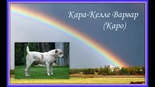 Кара-Келле Варвар (домашняя кличка Каро)