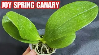 NEW PHALAENOPSIS JOY SPRING CANARY JOY PERFUMED | JD Orquídeas