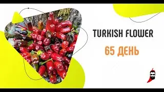 Перец Turkish Flower на 65 день