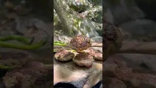 Doğada Taş Üzerinde Köfte | Cooking meatballs on stones in nature 🥩