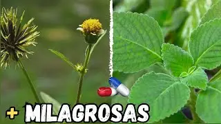 7 PLANTAS MEDICINAIS MAIS PODEROSAS E MILAGROSAS  PARA A SAÚDE | QUE VOCÊ DEVE TER EM CASA