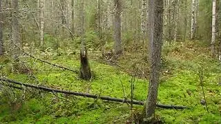 Вандыш Волошка Онега сплав осенью