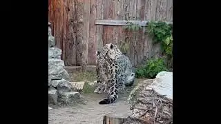 Кошачьи нежности