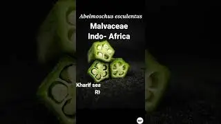 okra | Seed productuon | IBPS AFO | #jrf #net #srf #agriculture  | study in 60 sec