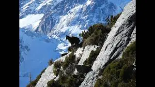 Recover-A-Bull? West Coast Mountain Tahr Hunting NZ Part One