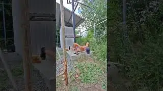 Воздержание / Сублимация / Тренировка / Пробежка