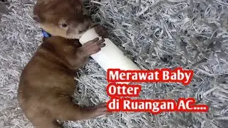 Cara Merawat Baby Otter