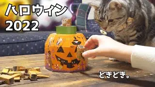【ハロウィン2022】猫とパーティゲームをしてみたらこうなりました。カルディ-飛び出すハロウィンカーニバル-
