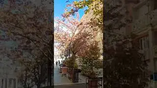 Blooming Trees in Skopje #spring #cherryblossom #pink