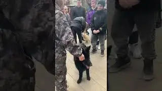 Dog SWAP
