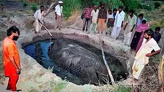 Когда Они Обнаружили Это в Лесу, Никто не Мог в Это Поверить