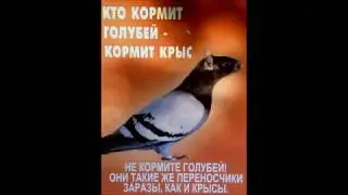 Когда у вас есть сосед идиот