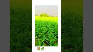 desi farming 2023 December by samvee #shortvideo #viralvideo #subscribetomychannel #behrornews
