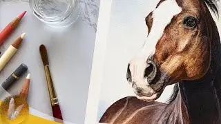 Realistic Colored Pencil Horse Drawing - Timelapse