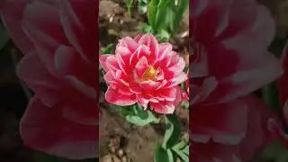Пионовидные #тюльпаны 🌷 🌷 🌷 #Самара #shortvideo #цветы дарите женщинам цветы!