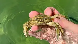 Краб🦀