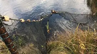 HOW MUCH FISH CAN YOU CATCH WITH DELIRIUM IN AN HOUR?!