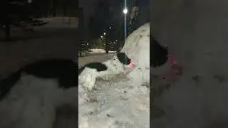 Русский спаниель и лазер.