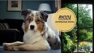 АУССИ🐕/Австралийская овчарка пастух 🐑🦆