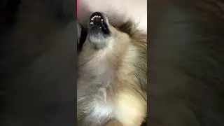 Кусака #собака #pomeranian