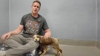 Blue Heeler Puppy Abandoned in Park with a Broken Leg 🥺 (we can help!)