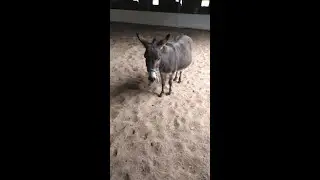 Its Feedind Time At Fernvalley Farm ( Dec 2020 )   