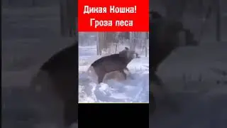 #animals  #movie #shortsvideo