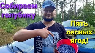 В лес за голубикой. Молочный коктейль с голубикой. Пять видов лесных ягод.