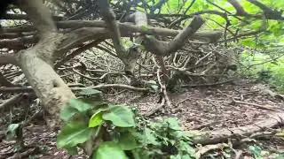 Ualaka'a Trail 2026 Honolulu Hawaii