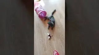 Котодом