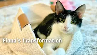 Shy kitten Fiona tranforms in foster care!
