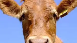 I Am Cow Music Video (my version)