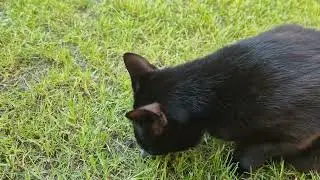 Mowgli the cat eating a mouse