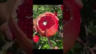 Decoding Delicious: Exploring the Inner World of Sweet Pomegranates!#Pomegranate