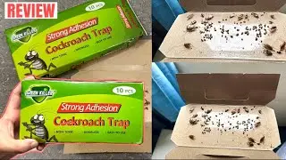 Real Results: Testing Cockroach Adhesive Traps for Effectiveness | Honest Review