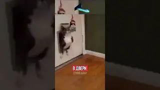 🤣САМАЯ СЛОЖНАЯ ЗАДАЧА ТОЛСТЫХ КОТОВ!