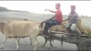 Bhangor Moishal Re = মৈষাল রে, মইষ গেইল তোর চিলমারী বাথানে......