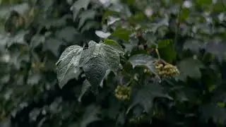 Дождь Футаж(Бесплатно)