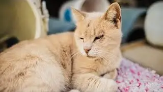Женщина принесла кошку с улицы домой, а та оказалась с сюрпризом