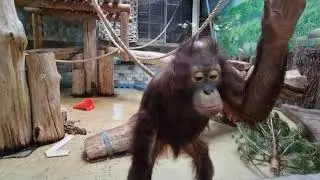 В гостях у братьев меньших